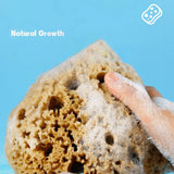 HARD HEAD EXFOLIATING NATURAL SPONGE VELVET SPONGE_CWMM3421