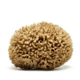NATURAL WOOL SPONGE BATH SUPER SOFT BATH SPONGE_CWMM3420