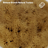 NATURAL SPONGE COFFEE COLOR NATURAL VELVET SPONGE_CWMM3419