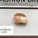 OCEAN CLAW CLIP SHELL SHARK TURTLE PENGUIN_CWAHA5706