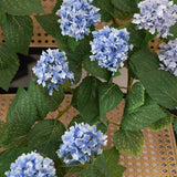 HYDRANGEA EUCALYPTUS VINE GARLAND WITH 14 BLOOMS_CWMM6518