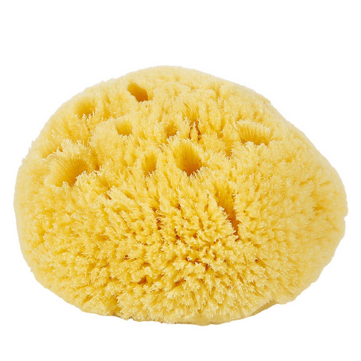 HARD HEAD EXFOLIATING NATURAL SPONGE VELVET SPONGE_CWMM3422