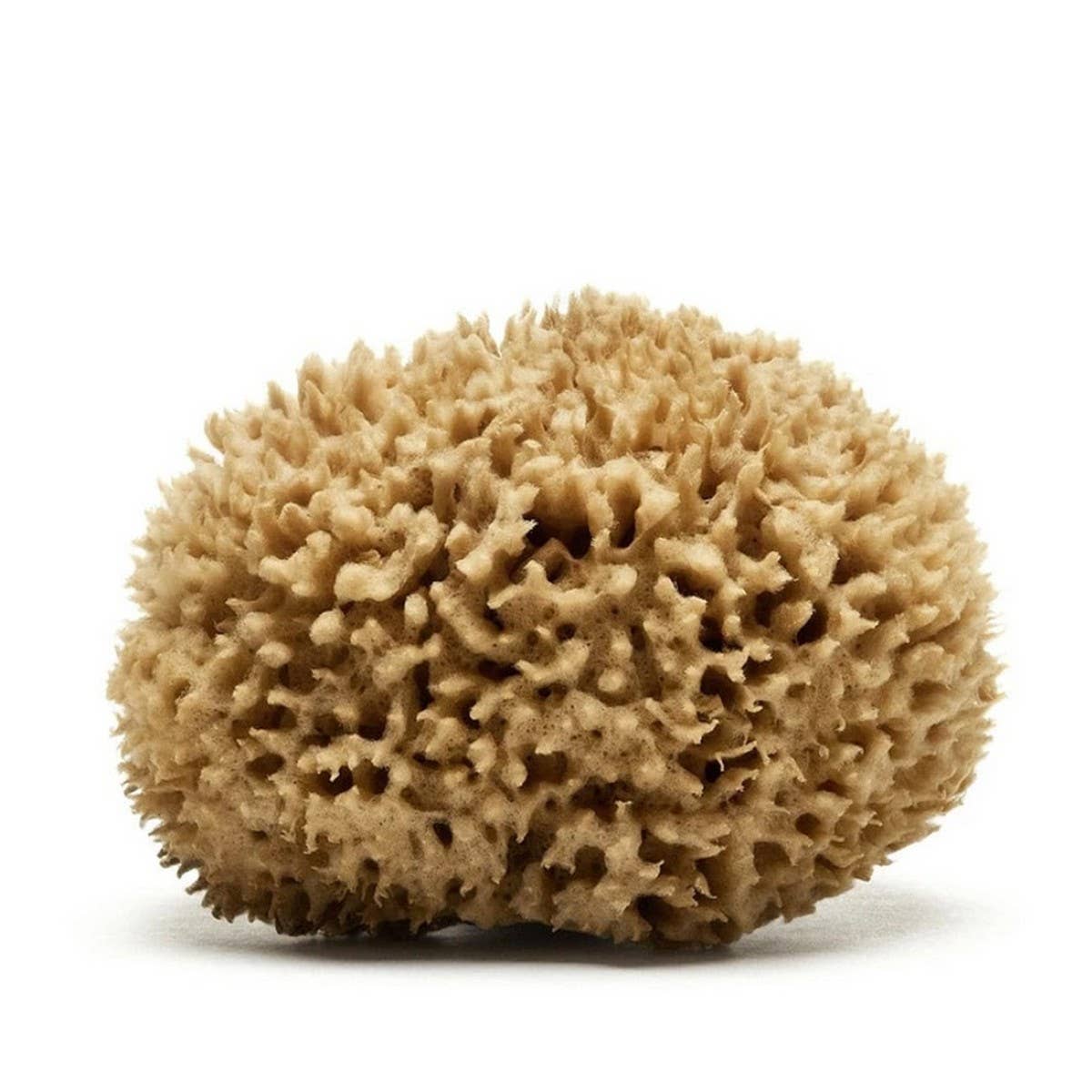 NATURAL WOOL SPONGE BATH SUPER SOFT BATH SPONGE_CWMM3420