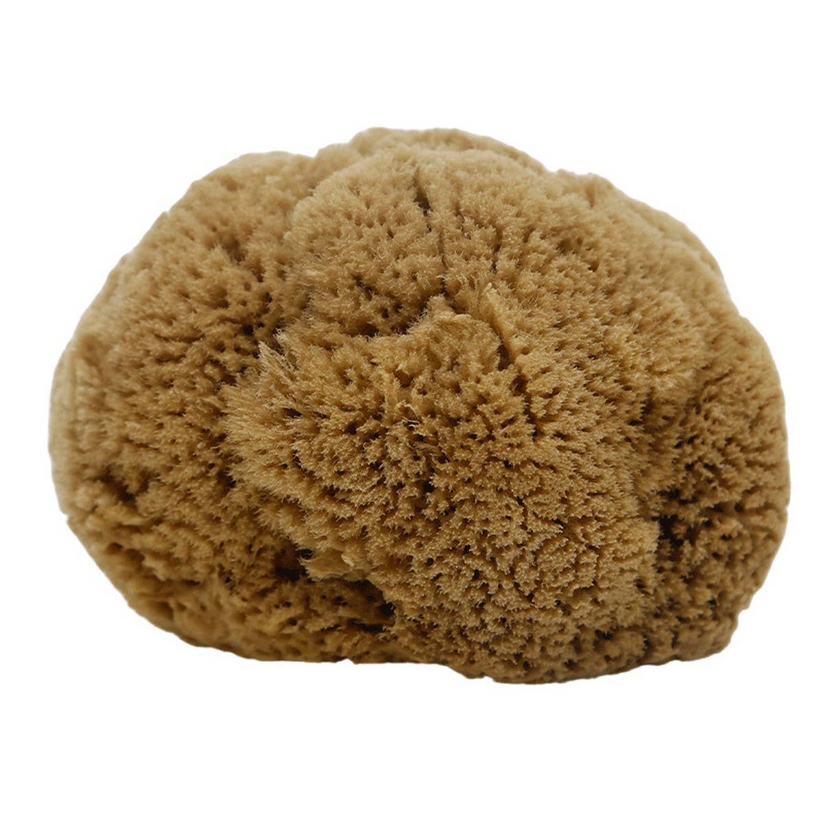 HARD HEAD EXFOLIATING NATURAL SPONGE VELVET SPONGE_CWMM3421