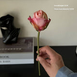 BURNT EDGE ANGORA ROSE FOR HOME PHOTO DECOR_CWMM6571