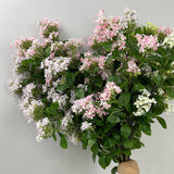 HIGH QUALITY FAUX LILAC MURRAYA FLOWER BOUQUET_CWMM6524