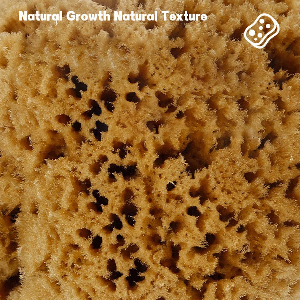 HARD HEAD EXFOLIATING NATURAL SPONGE VELVET SPONGE_CWMM3421