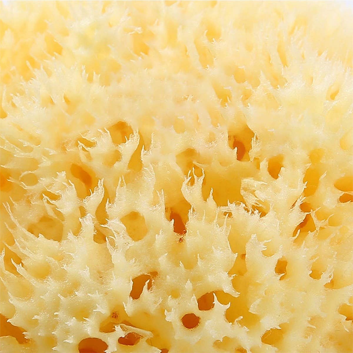 NATURAL SPONGE FOR WASHING FACE AND BATHING_CWMM3416